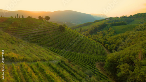 Breath-taking scenery of hilly countryside with hillsides full of grapevines © helivideo