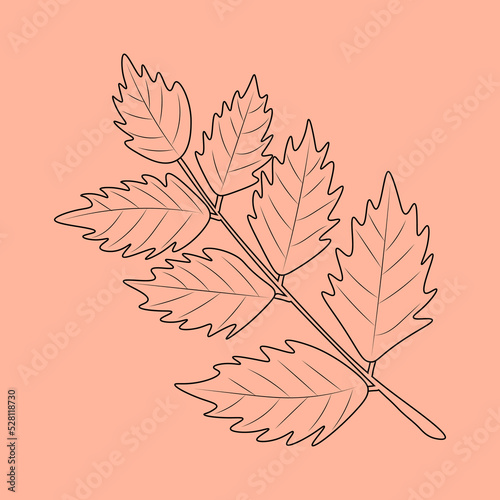 Set of hand drawn leaf outlines. Vector illustration. on the autumn background