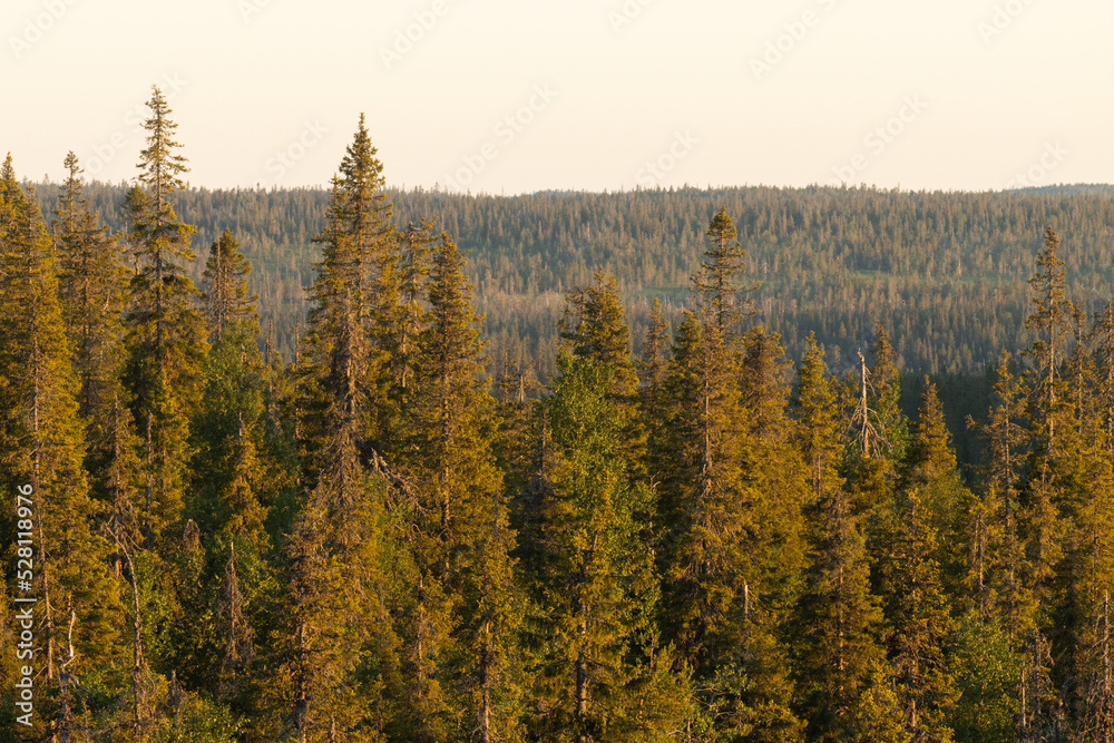 Tall Spruce trees growing on a hillside in Riisitunturi National Park. Shot on a summer evening in Northern Finland Tall Spruce trees growing on a hillside in Riisitunturi National Park. Shot on a summer evening in Northern Finland