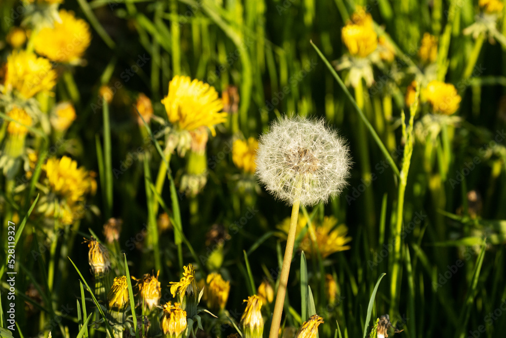White and fluffy, round balls of Dandelion seeds on a late spring evening in Estonia, Northern Europe. White and fluffy, round balls of Dandelion seeds on a late spring evening in Estonia, Northern Europe.