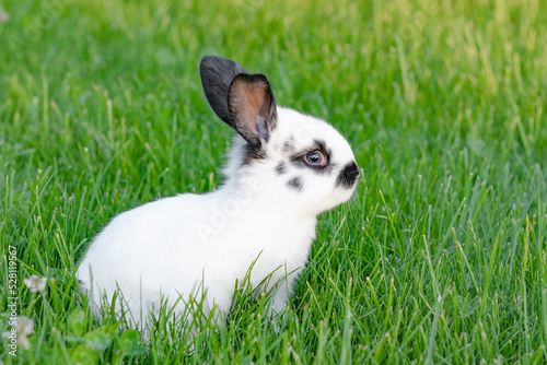 cute little white rabbit on green grass background in spring. High quality photo © Наталия Бражник