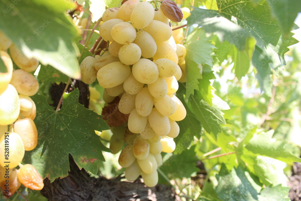 Fototapeta premium Ripe yellow grape in wineyard.