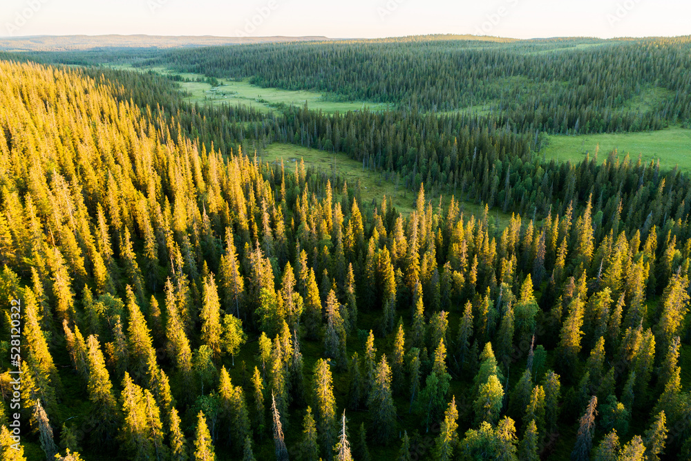 Hillside covered with taiga forest during a summery sunset in Riisitunturi National Park, Northern Finland
