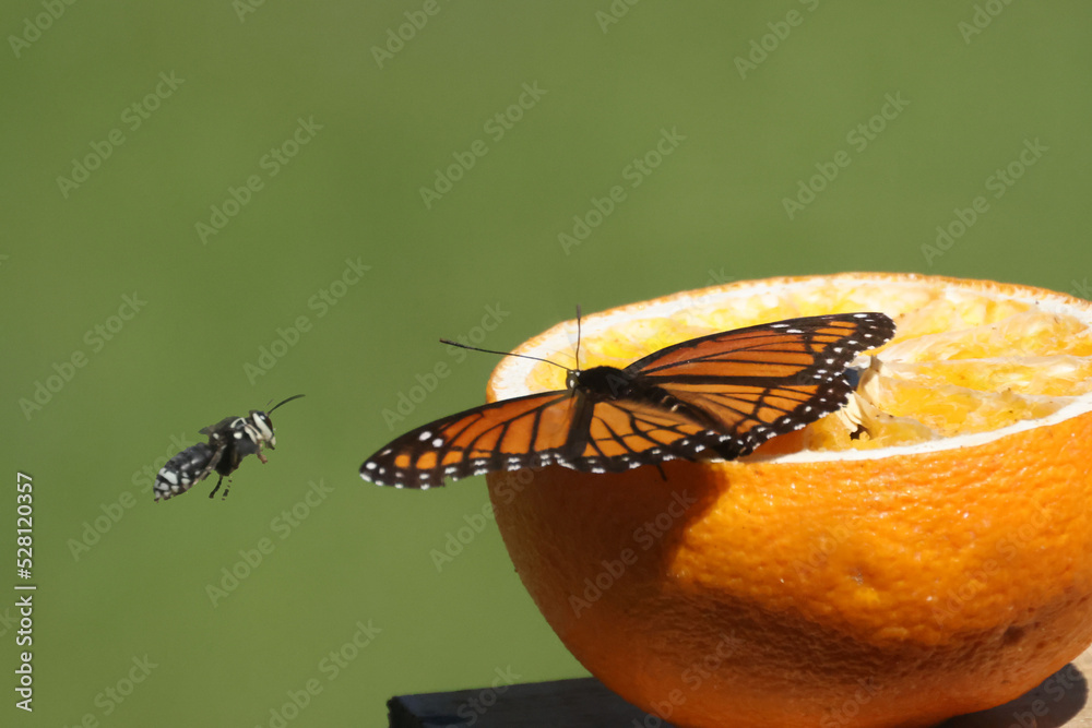 Viceroy butterfly ejecting gray and black wasp