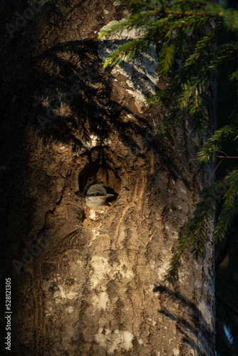 Small juvenile Eurasian nuthatch waiting for food in a nesting hole on a late spring evening in Estonian boreal forest, Northern Europe