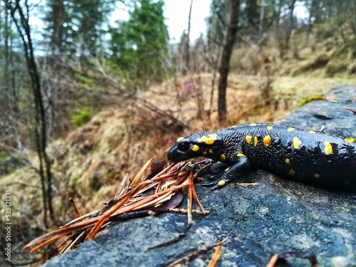 frog in the forest