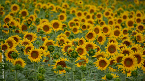 field of common sunflower (Helianthus annuus) in Italy