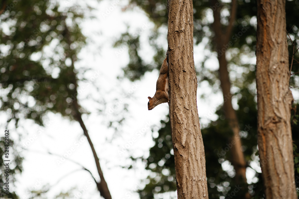 Obraz premium squirrel on a tree