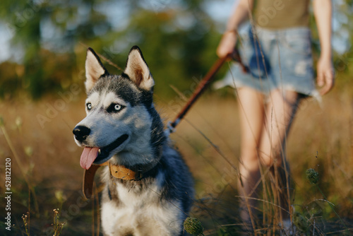 Husky dog       walks in nature on a leash in the park
