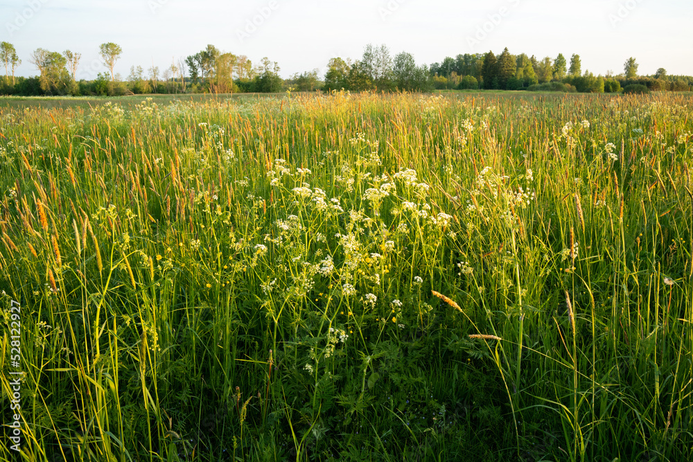 A variety of wild plants on a summery meadow during an early morning in Estonia, Northern Europe A variety of wild plants on a summery meadow during an early morning in Estonia, Northern Europe