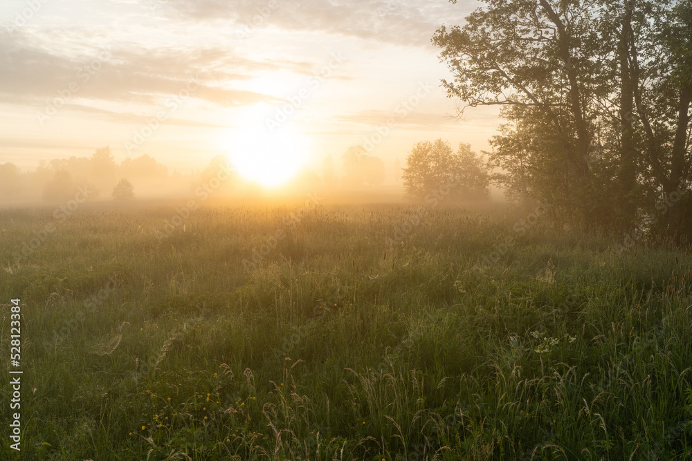 Sunrise on a misty springtime grassland in Estonia, Northern Europe