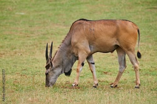 ANIMAL 1