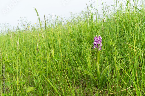 Beautiful Military orchid, Orchis militaris blooming on a lush meadow in Estonia
