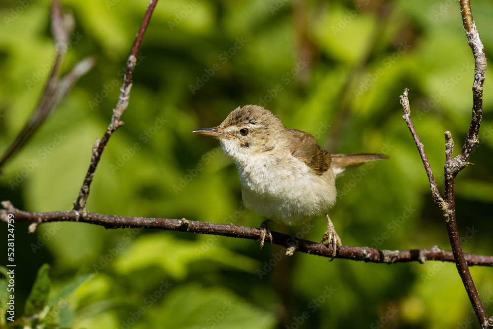 European songbird the Blyth's reed warbler perched in a sunny Estonian garden during breeding season European songbird the Blyth's reed warbler perched in a sunny Estonian garden during breeding season