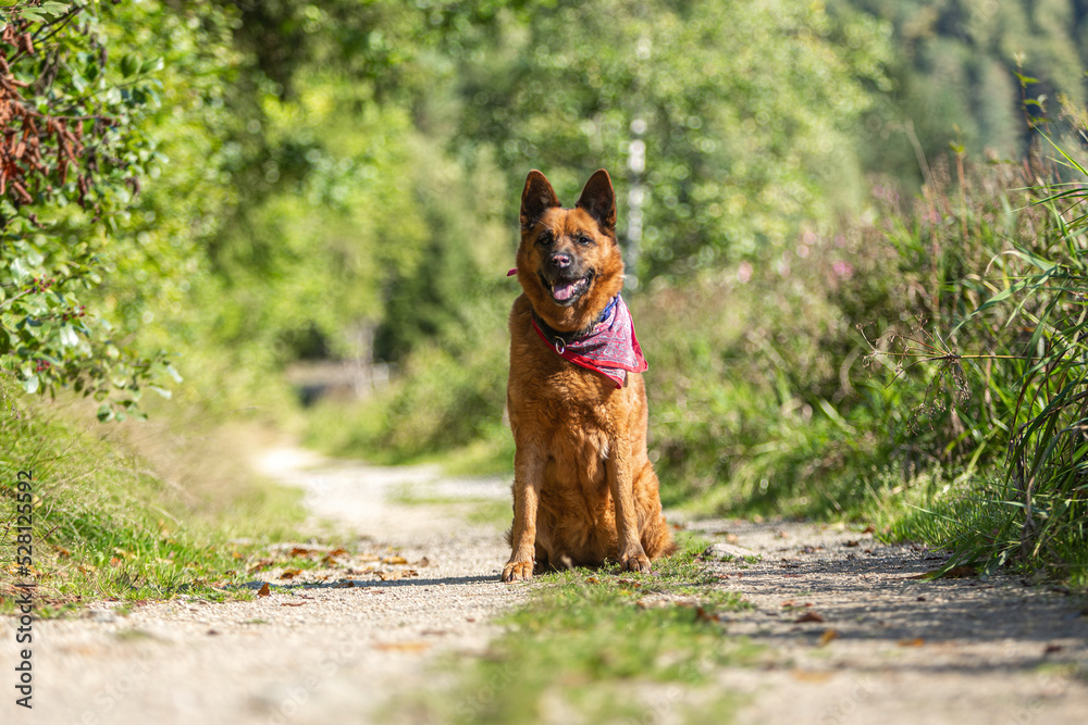 Portrait of an adult eurasian shepherd collie crossbreed mongrel dog on a country lane in summer outdoors