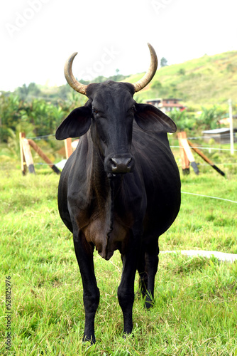 Huge black zebu bull imposing his strength and breed. Close-up on a corral fenced with an electrified fence.