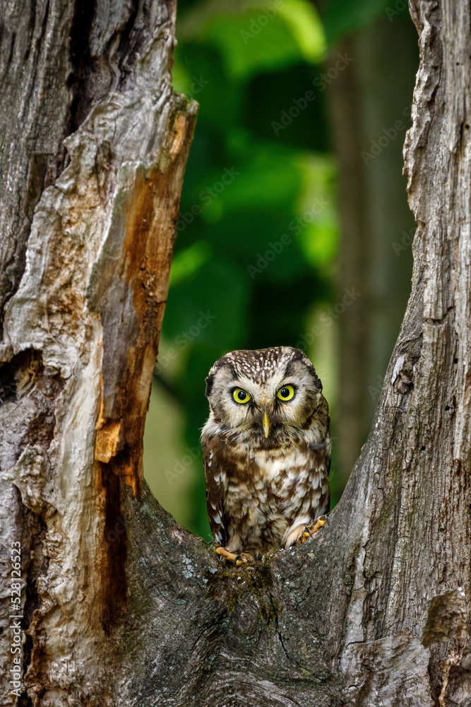 Owl in green forest. Boreal owl, Aegolius funereus, perched on rotten oak stump. Typical small owl with big yellow eyes. Tengmalm's owl in wild nature. Nocturnal bird of prey in natural habitat. Owl in green forest. Boreal owl, Aegolius funereus, perched on rotten oak stump. Typical small owl with big yellow eyes. Tengmalm's owl in wild nature. Nocturnal bird of prey in natural habitat.