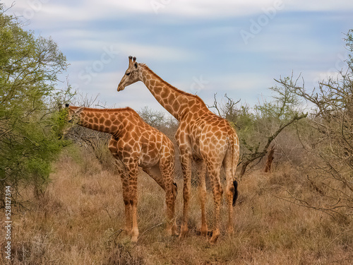 Giraffes foraging in the South African savannah. 