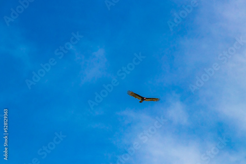 Tropical Black Turkey Vulture Cathartes aura aura blue sky Mexico.
