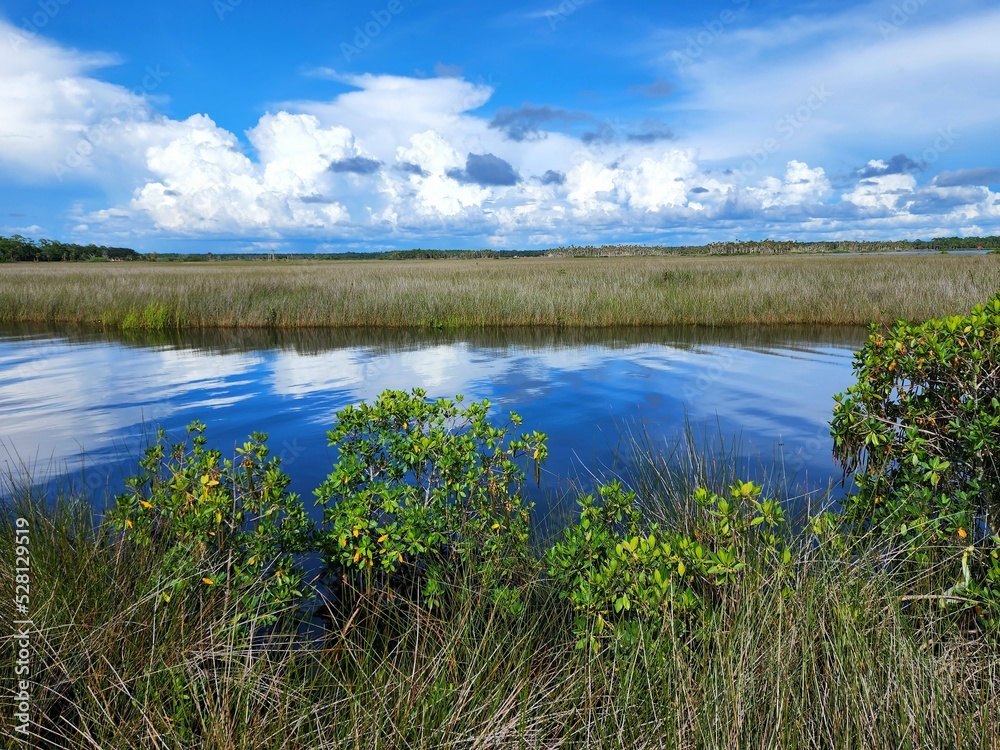Florida Landscape