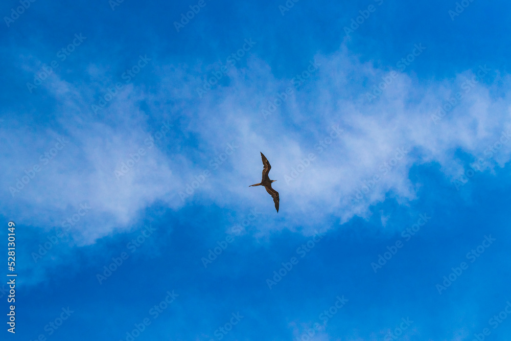 Fregat birds flock fly blue sky clouds background in Mexico.