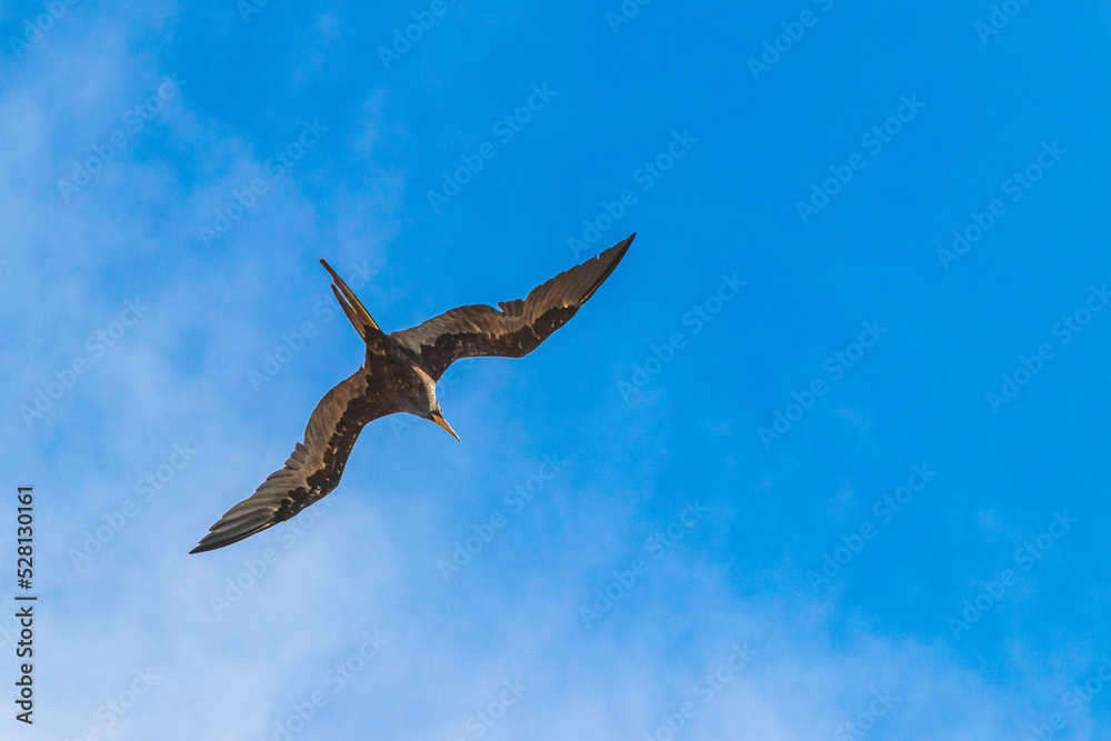 Fregat birds flock fly blue sky clouds background in Mexico.