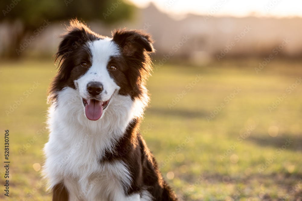 Black and white Border Collie dog posing on the grass in the park sticking out the tongue open mouth in the warm sun during golden hour