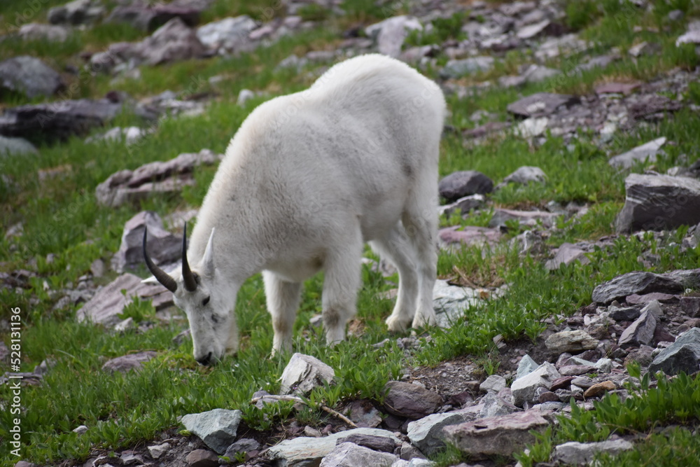 wildlife wildlife