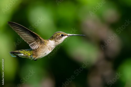 Ruby-throated Hummingbird (Archilochus colubris) in Flight