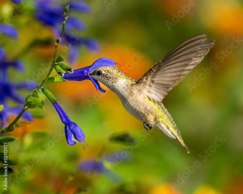Ruby-throated Hummingbird (Archilochus colubris) Feeding On Blue Flower with Pastel Background