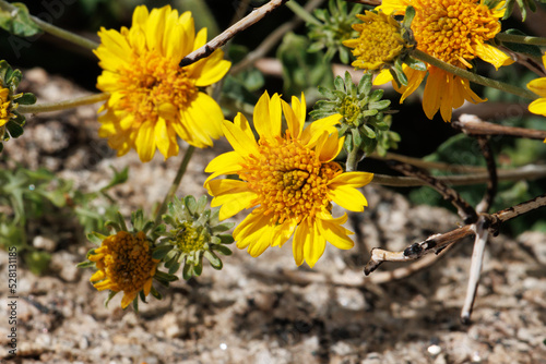 Yellow flowering terminal racemose radiate head inflorescences of Encelia Virginensis, Asteraceae, native gynomonoecious deciduous shrub in the Coachella Valley, Sonoran Desert Springtime. photo