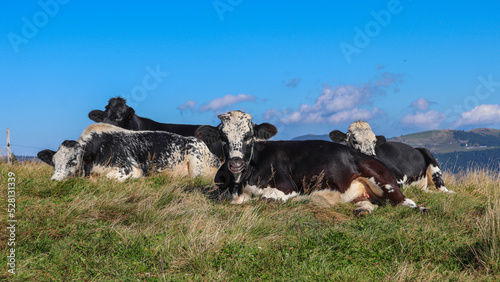 Lorraine - Vosges - Vaches au sommet du Petit drumont