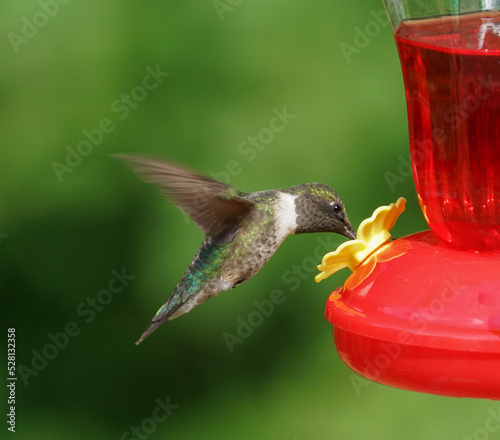 ruby throat hummingbird flying on the nectar feeder