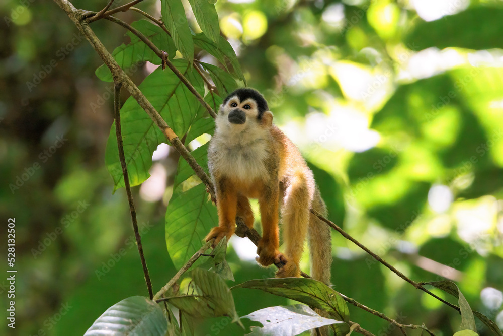 Central American Squirrel monkey (Saimiri oerstedii) perching on a branch in Corcovado National Park, Osa peninsula, Costa Rica Central American Squirrel monkey (Saimiri oerstedii) perching on a branch in Corcovado National Park, Osa peninsula, Costa Rica