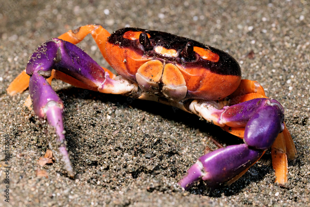 Halloween crab (Gecarcinus Quadratus) on the beach at night near Puerto Jimenez, Osa peninsula, Costa Rica Halloween crab (Gecarcinus Quadratus) on the beach at night near Puerto Jimenez, Osa peninsula, Costa Rica