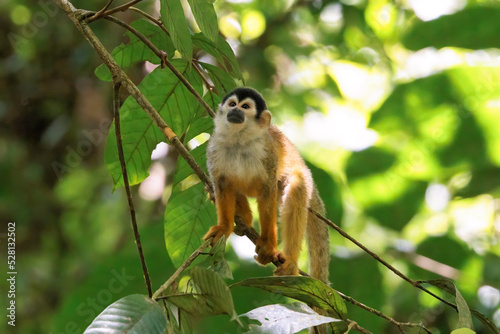 Central American Squirrel monkey (Saimiri oerstedii) perching on a branch in Corcovado National Park, Osa peninsula, Costa Rica
