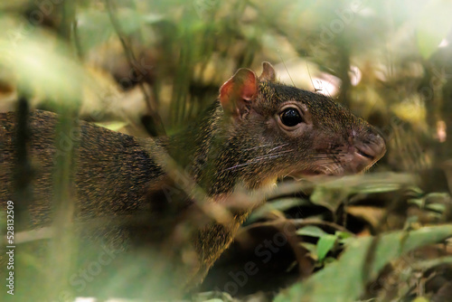 Agouti (Mus aguti) close-up through the leaves in Curi Cancha reserve, Costa Rica photo