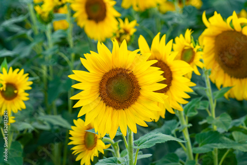 sunflower blooming in the field in summer