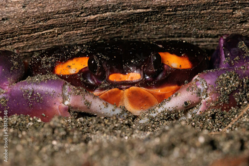 Halloween crab (Gecarcinus Quadratus) on the beach at night near Puerto Jimenez, Osa peninsula, Costa Rica