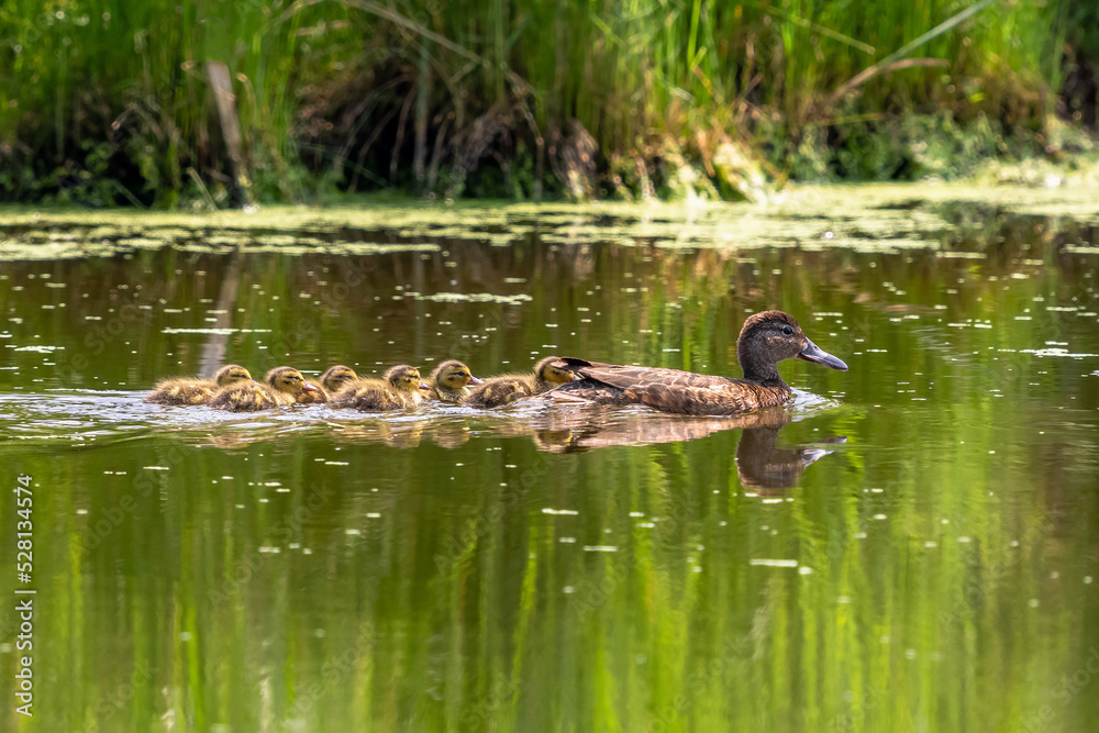 A Cinnamon Teal Mom with six of her ducklings, swimming in a Wetland pond with a colorful green background. A Cinnamon Teal Mom with six of her ducklings, swimming in a Wetland pond with a colorful green background.