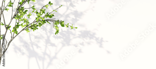 Realistic 3D render white background with beautiful form of tropical green leaves trees under sunlight, foliage leaf shadow on empty blank wall. Space, Banner, Backdrop, Templates, Nature, Natural.