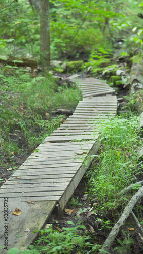Passerelle en bois, forêt Canada © Thé des bois 