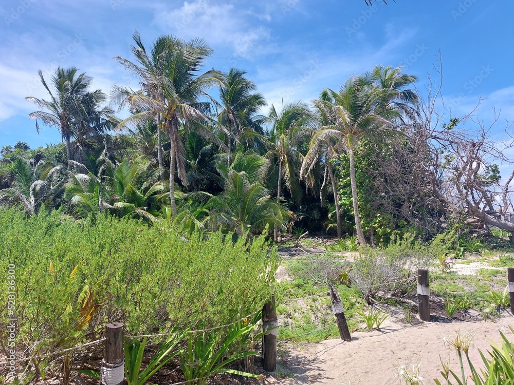 Fototapeta premium palm, palms, nature, mexico, tulum, 
