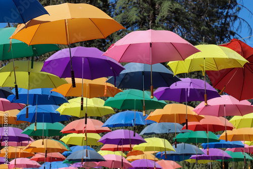 Colorful sunlit umbrellas at Lavender Festival  Cherry Valley  CA