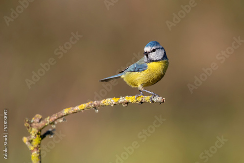 blue tit perched on a branch background out of focus