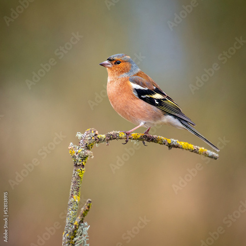 chaffinch perched on a branch with out of focus background