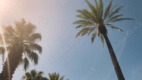 Camera looks up as it moves past rows a palm trees photo