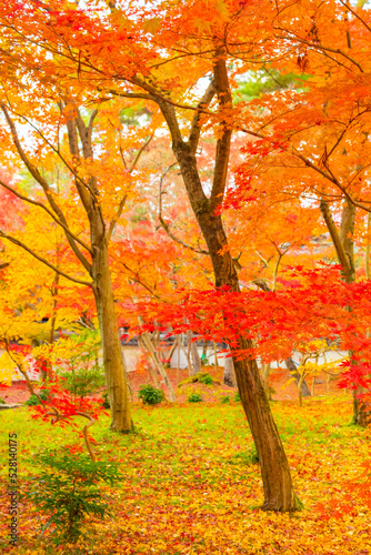 Spray, Tree, Leaf