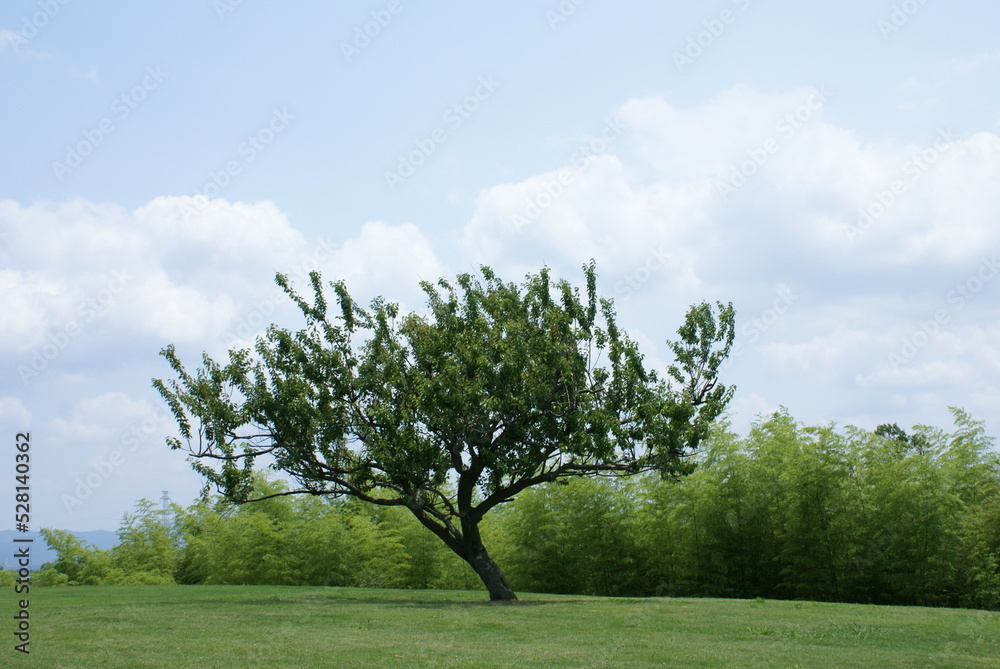 Fototapeta premium 一本木