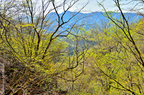 西丹沢の加入道山 新緑の森 丹沢 加入道山より左から蛭ヶ岳、大笄、檜洞丸、テシロノ頭、白ザレノ頭 